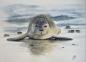 Preview: 25 art postcards DK11 seal on the beach - reverse side Cuxhaven - watercolor